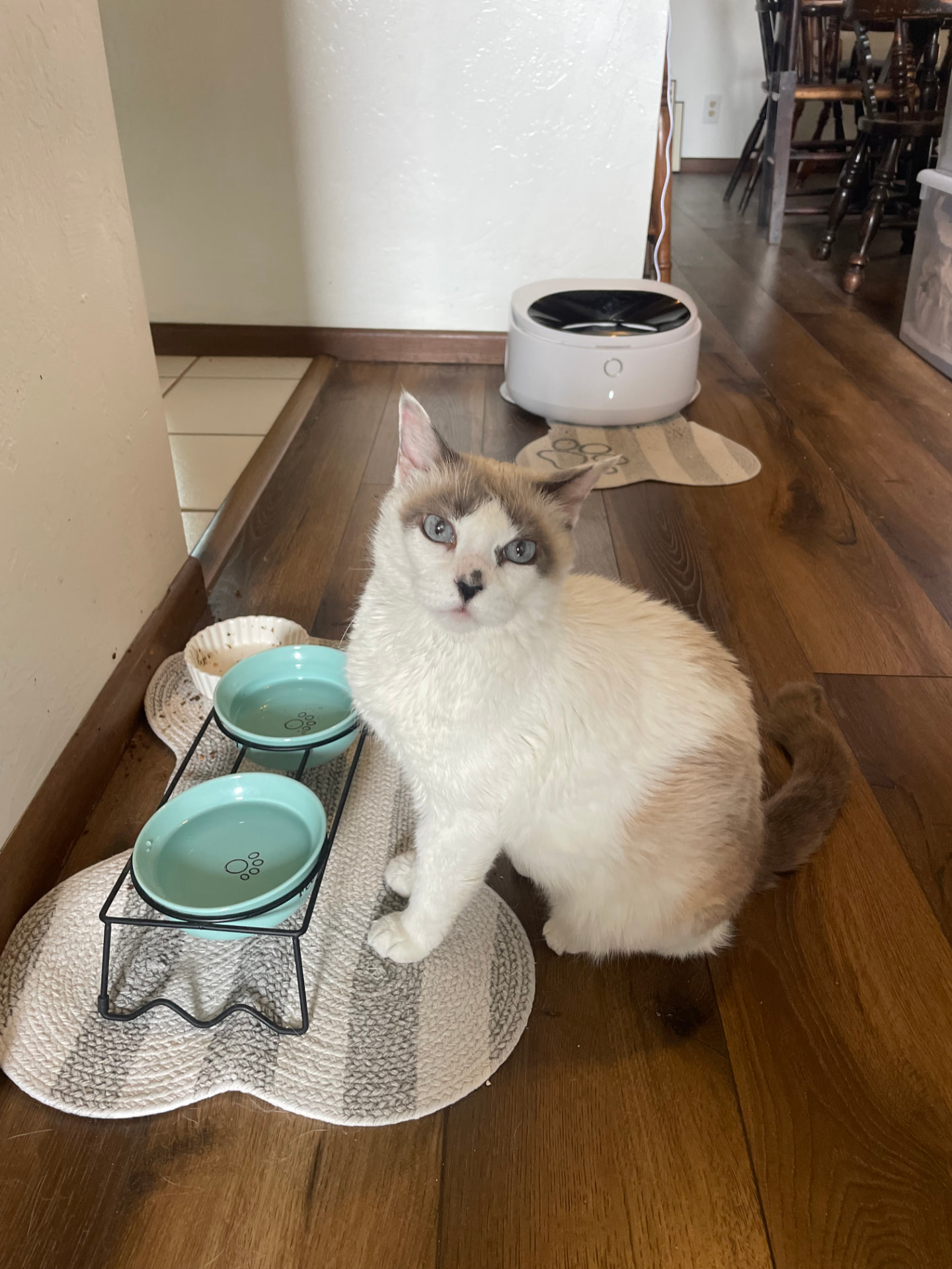 Relaxed cat at home during a Ventura County drop-in pet sitting visit